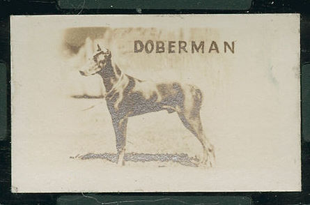 48T Doberman.jpg